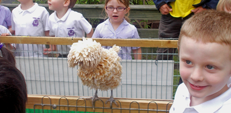 Fishers Farm visit to Fishers Mobile Farm visit to Forest Prep School, Timperley 2017